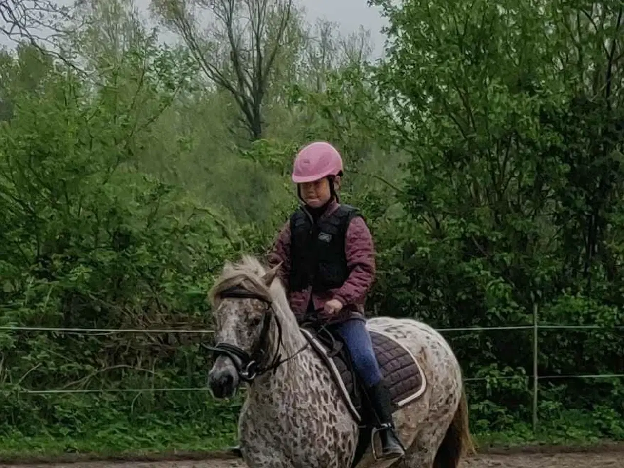 Billede 6 - Smuk knabstruppere hoppe kat. 3