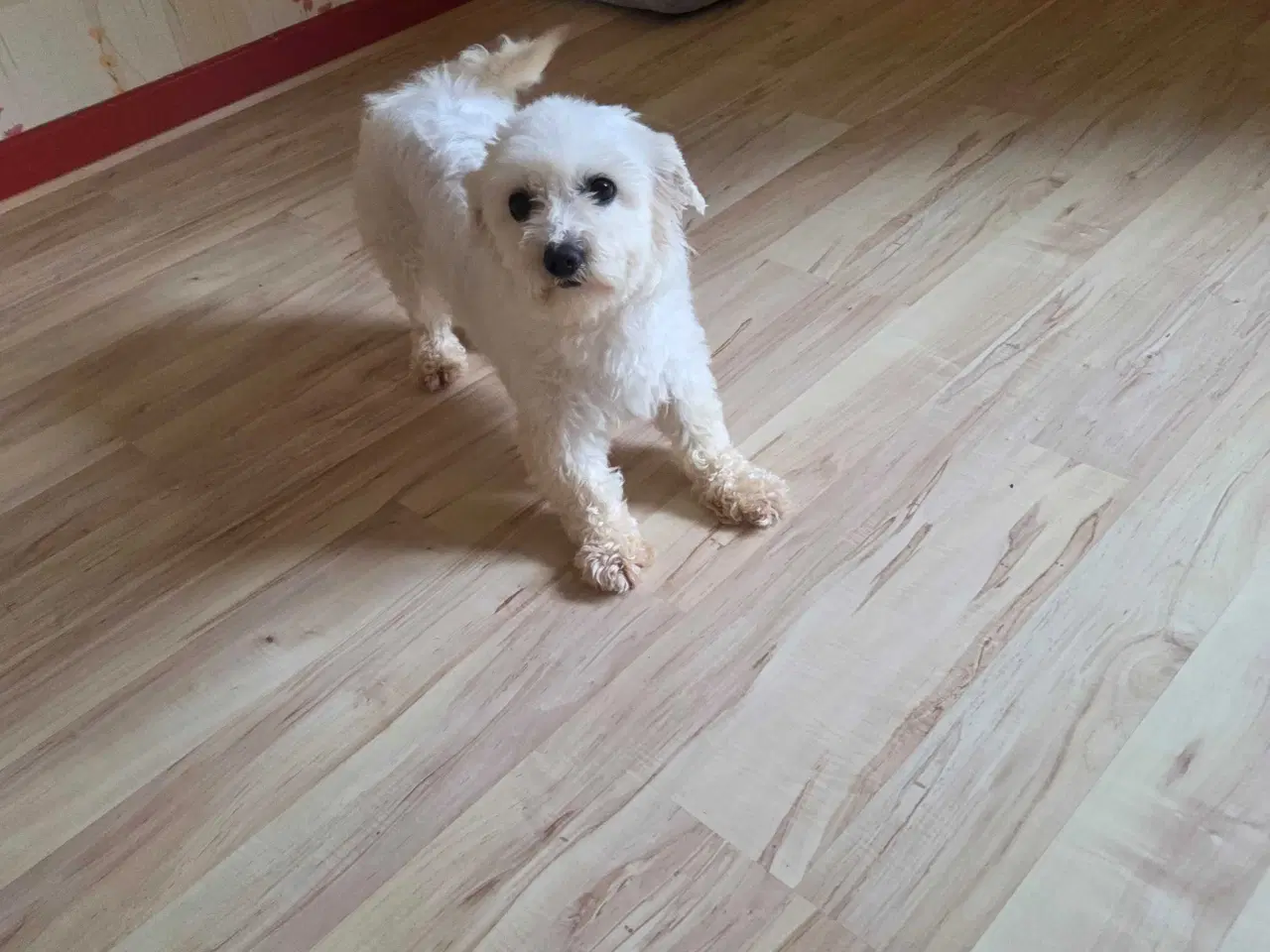 Billede 1 - Maya søger et nyt hjem