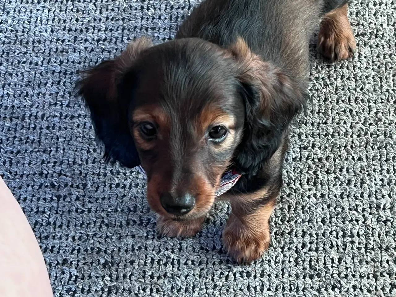Billede 1 - Langhåret dværg gravhund han.