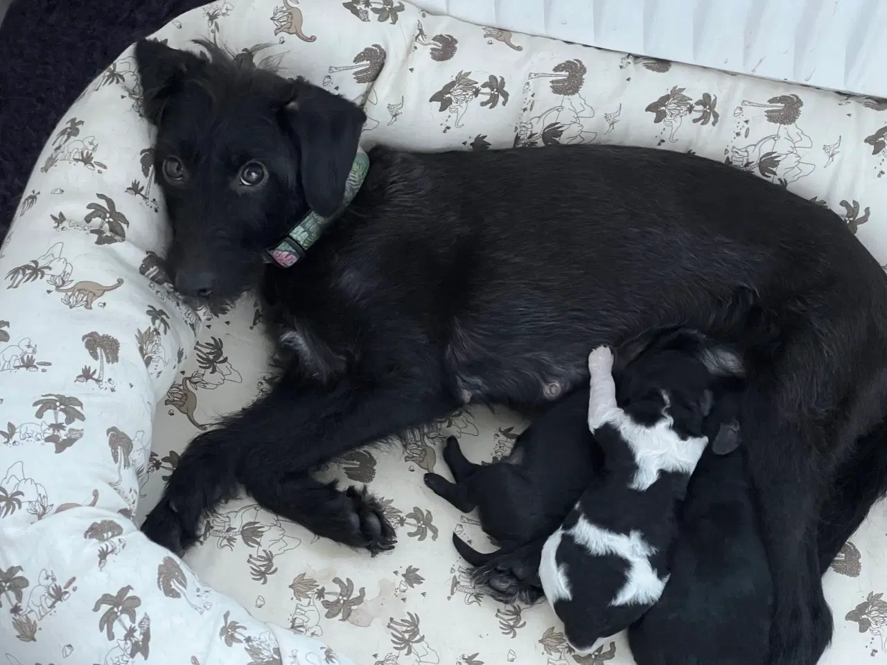 Billede 8 - Dværgpuddel blanding, foxpuddel, hvalpe