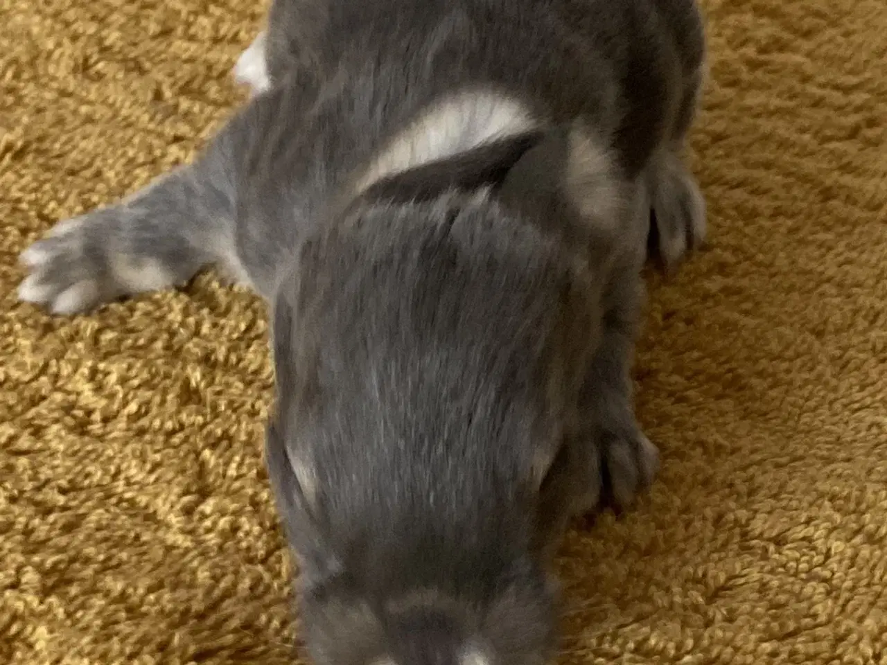 Billede 5 - FRANSK VÆDDER HUN VILDTBLÅ