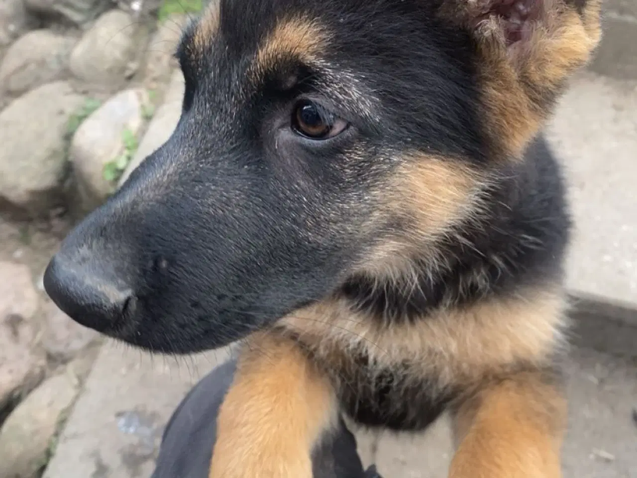 Billede 4 - Schæfer hvalpe der søger nyt hjem🐶