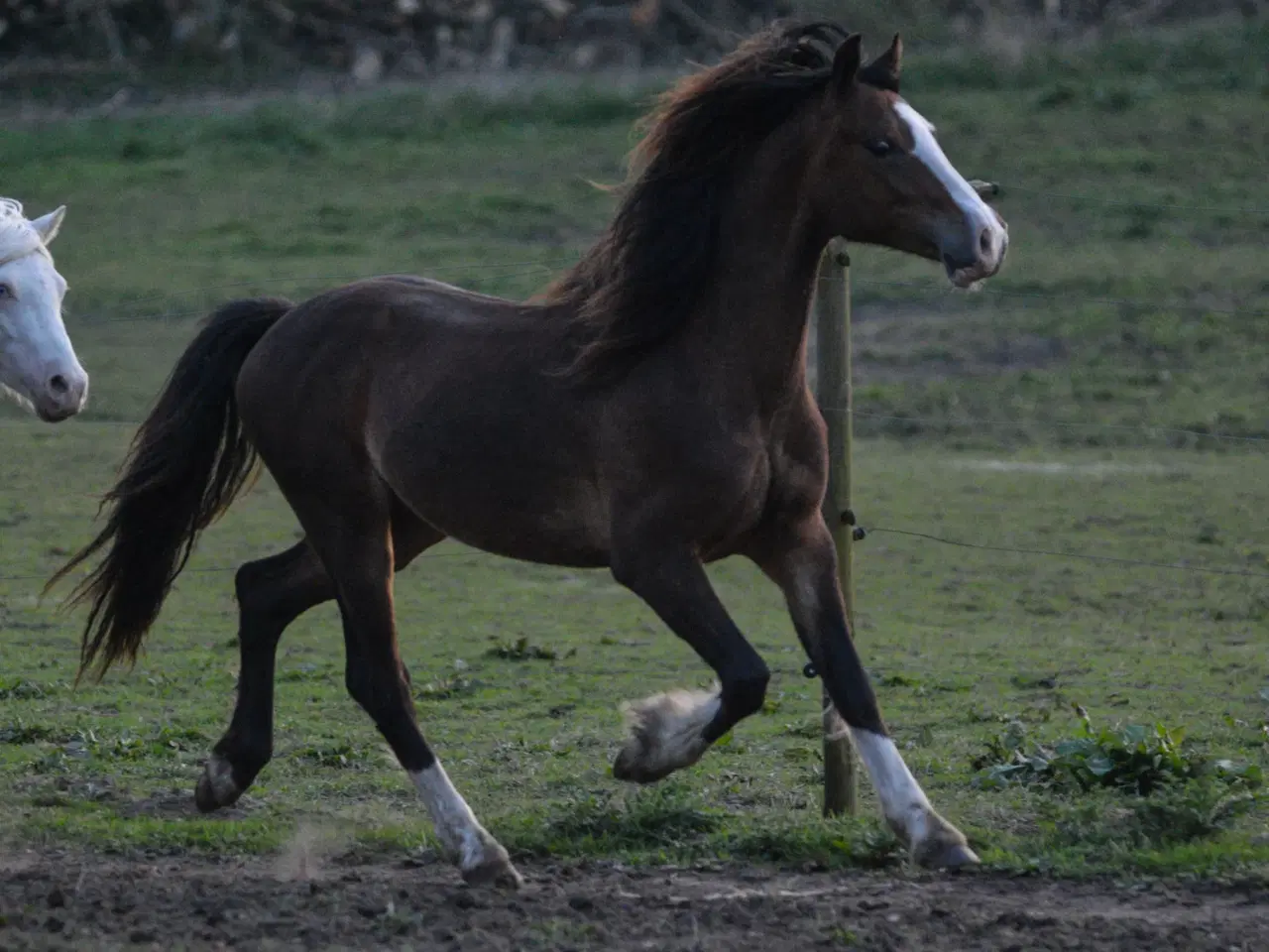 Billede 3 - Welsh Pony af Cob type