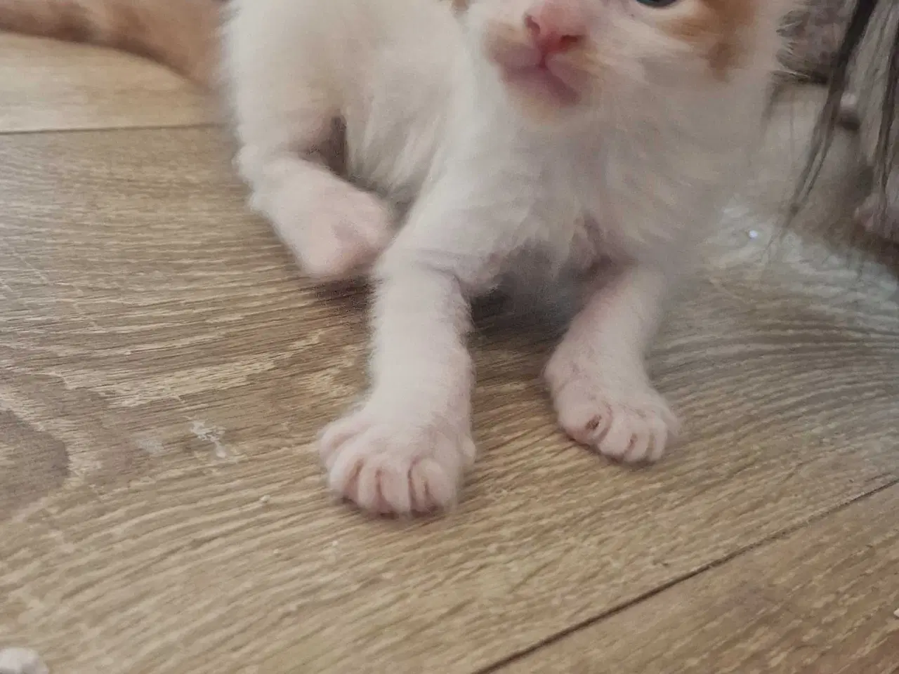 Billede 5 - Mainecoon killinger 