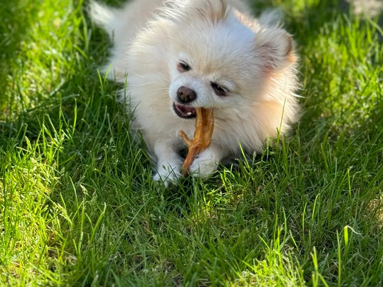 Billede 7 - Pomeranian søger nyt kærligt hjem