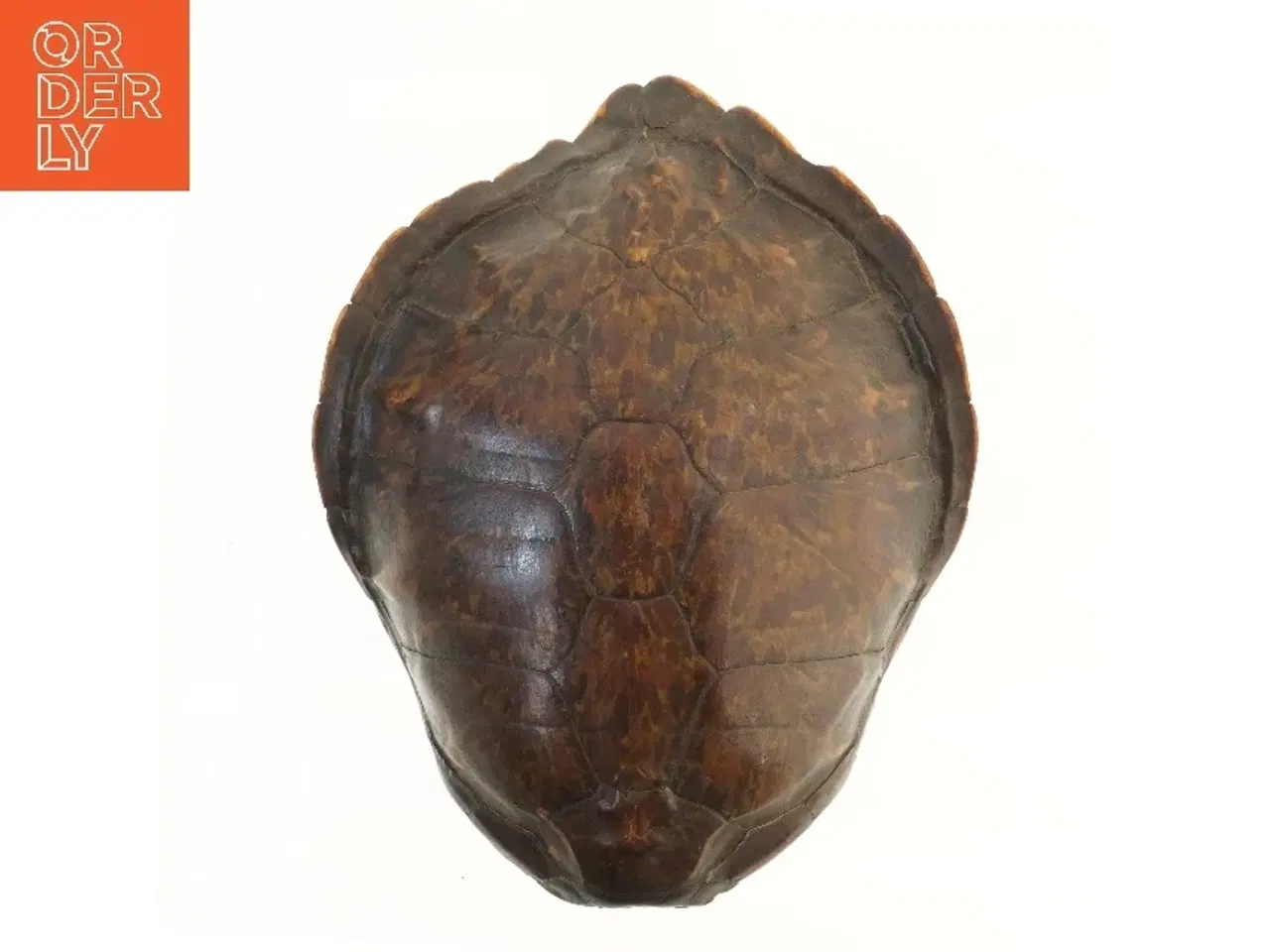 Billede 1 - Dekorativ skildpaddeskal (str. 49 cm)
