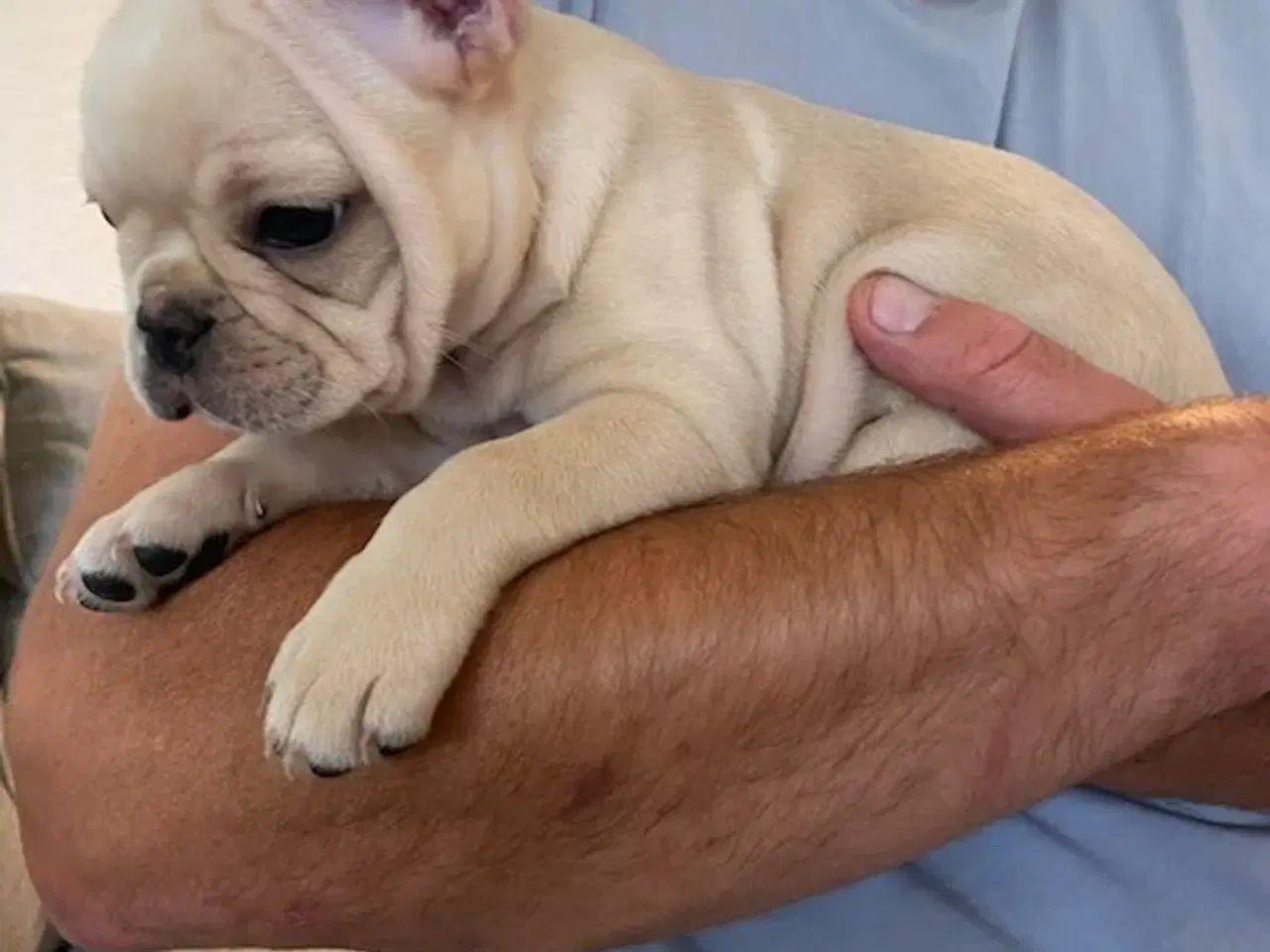 Billede 13 - Fransk Bulldog
