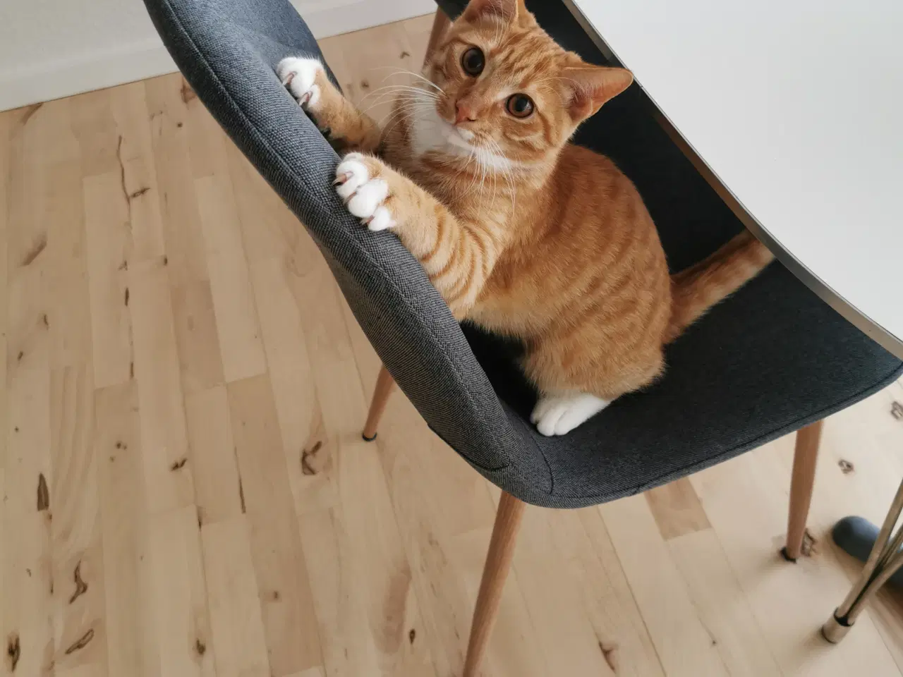 Billede 4 - Kat på 5 mdr. søger nyt hjem