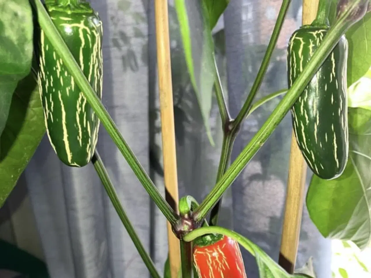 Billede 2 - jalapeno mammoth chili frø