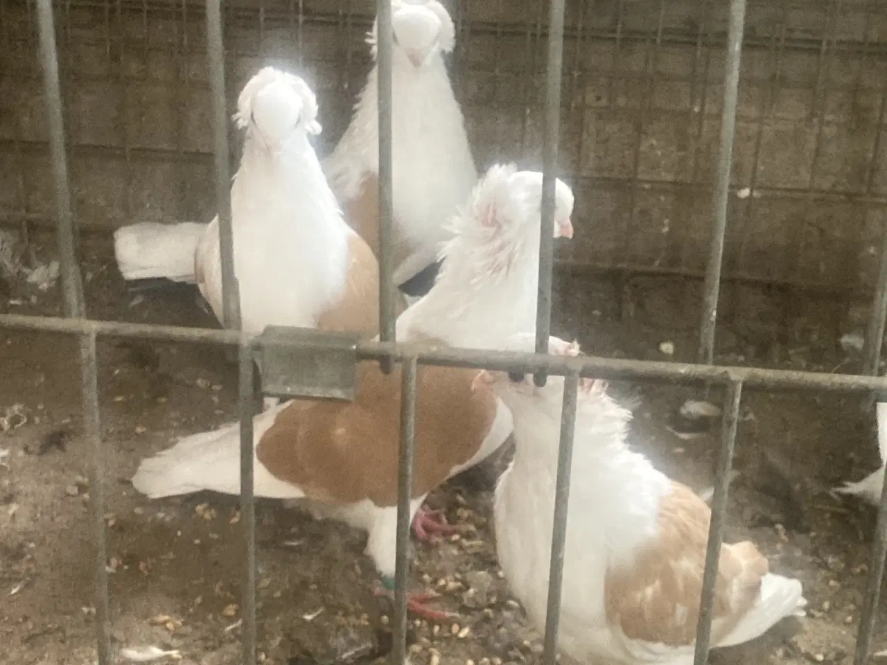 Billede 3 - Race duer