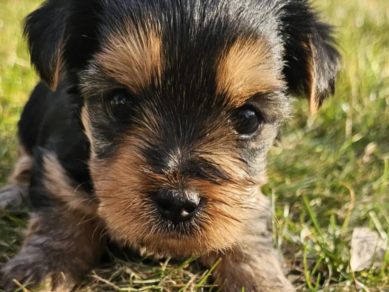 Billede 16 - 4 Yorkshire terrier hvalpe søgør kærlige hjem