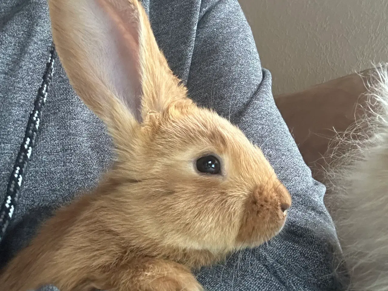 Billede 3 - Belgisk kæmpe/new Zealand