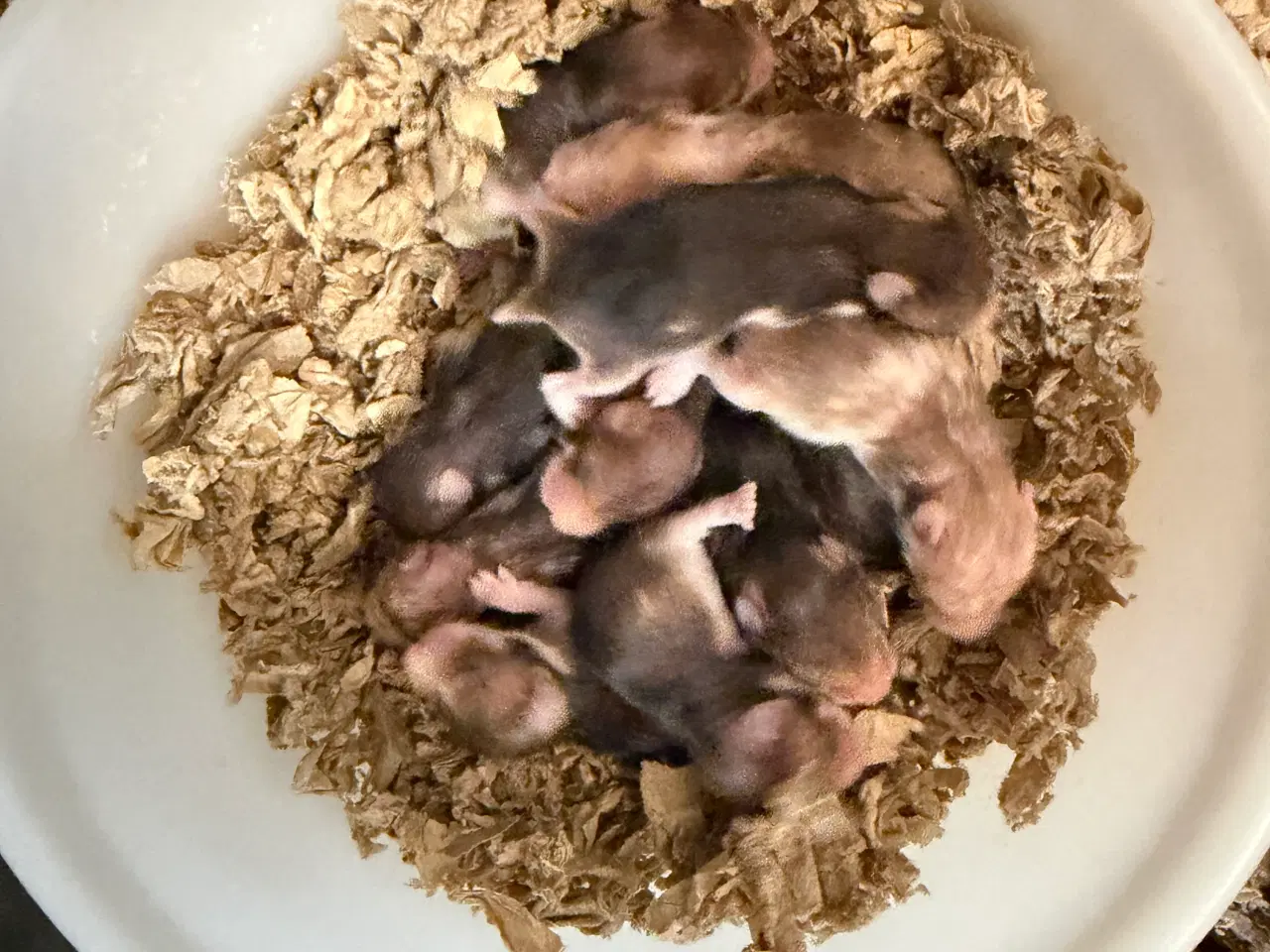 Billede 3 - Guldhamster unger