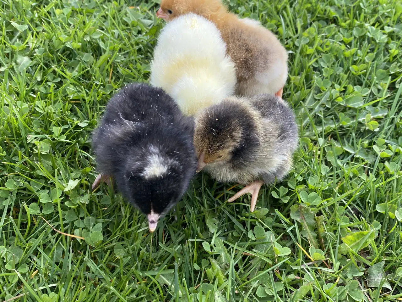 Billede 1 - Fine kyllinger 