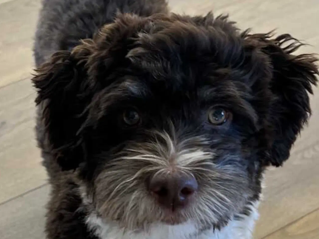 Billede 7 - Dejlige Bichon Havanais hvalpe