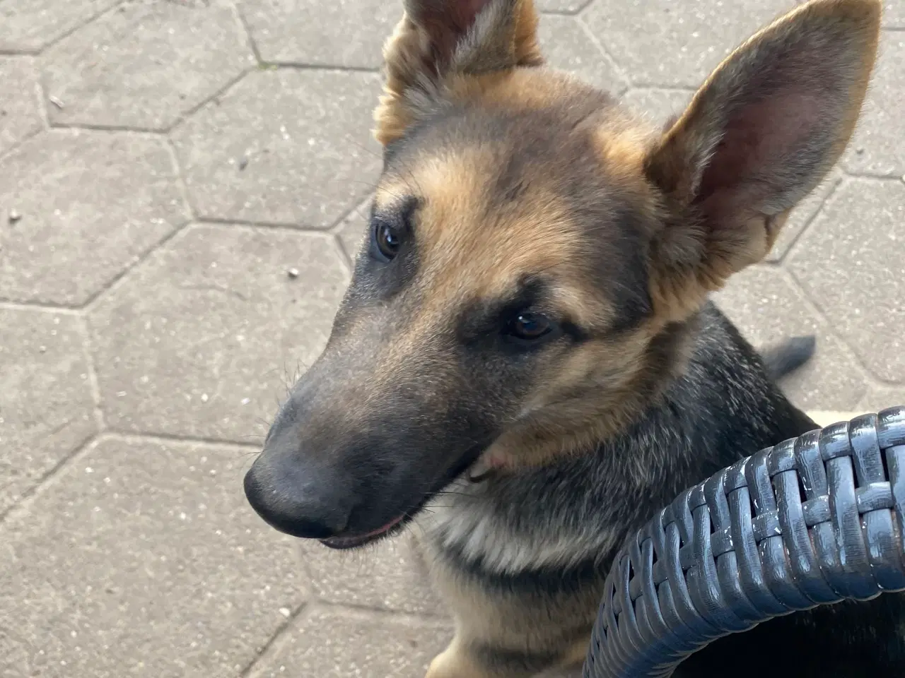 Billede 5 - Lækker dejlig schæferhund hvalp søger nyt hjem 