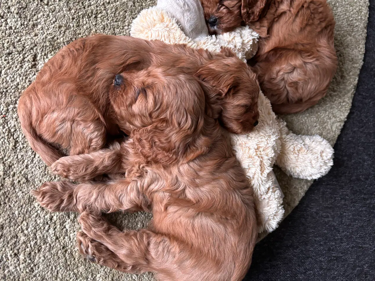 Billede 2 - Helt uimodståelige Cavapoo hvalpe 