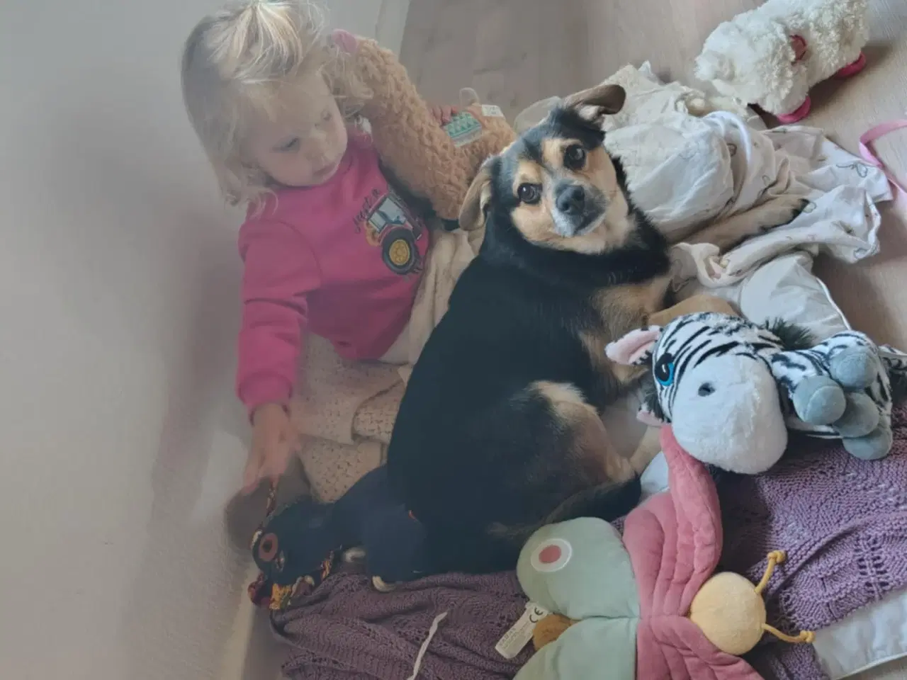 Billede 4 - Blandingshund 6 år gives væk