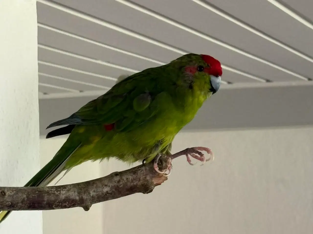 Billede 4 - Gedeparakit par - grøn og tyrkisk
