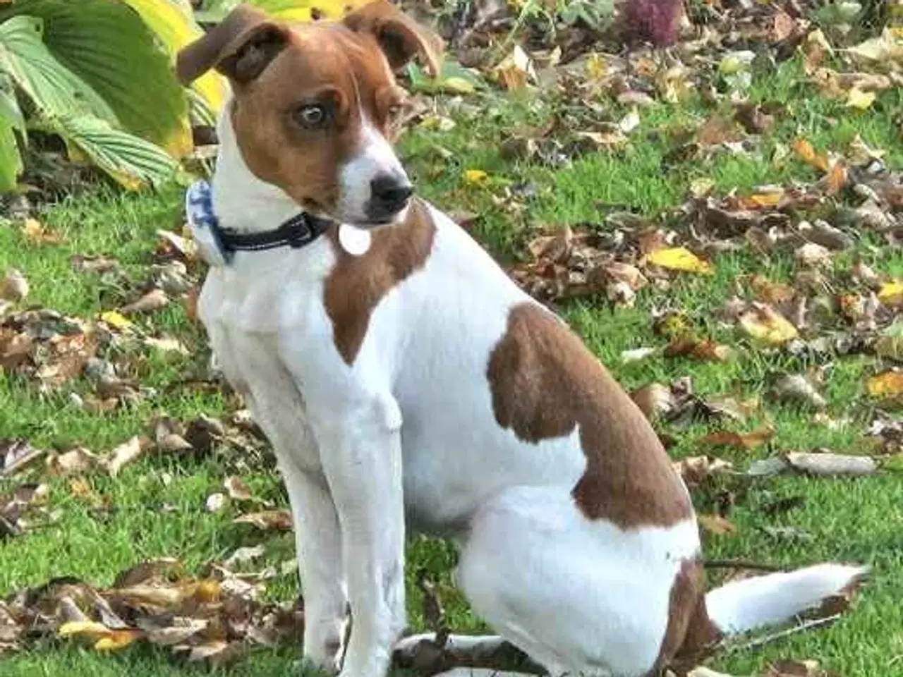 Billede 8 - 3 kvikke hanner tilbage