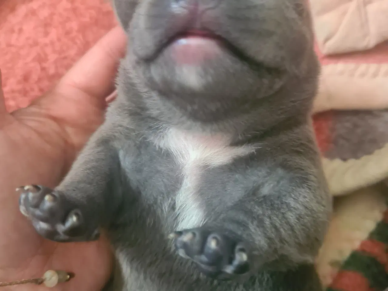 Billede 7 - Blu Dreng Abkc American Bully 