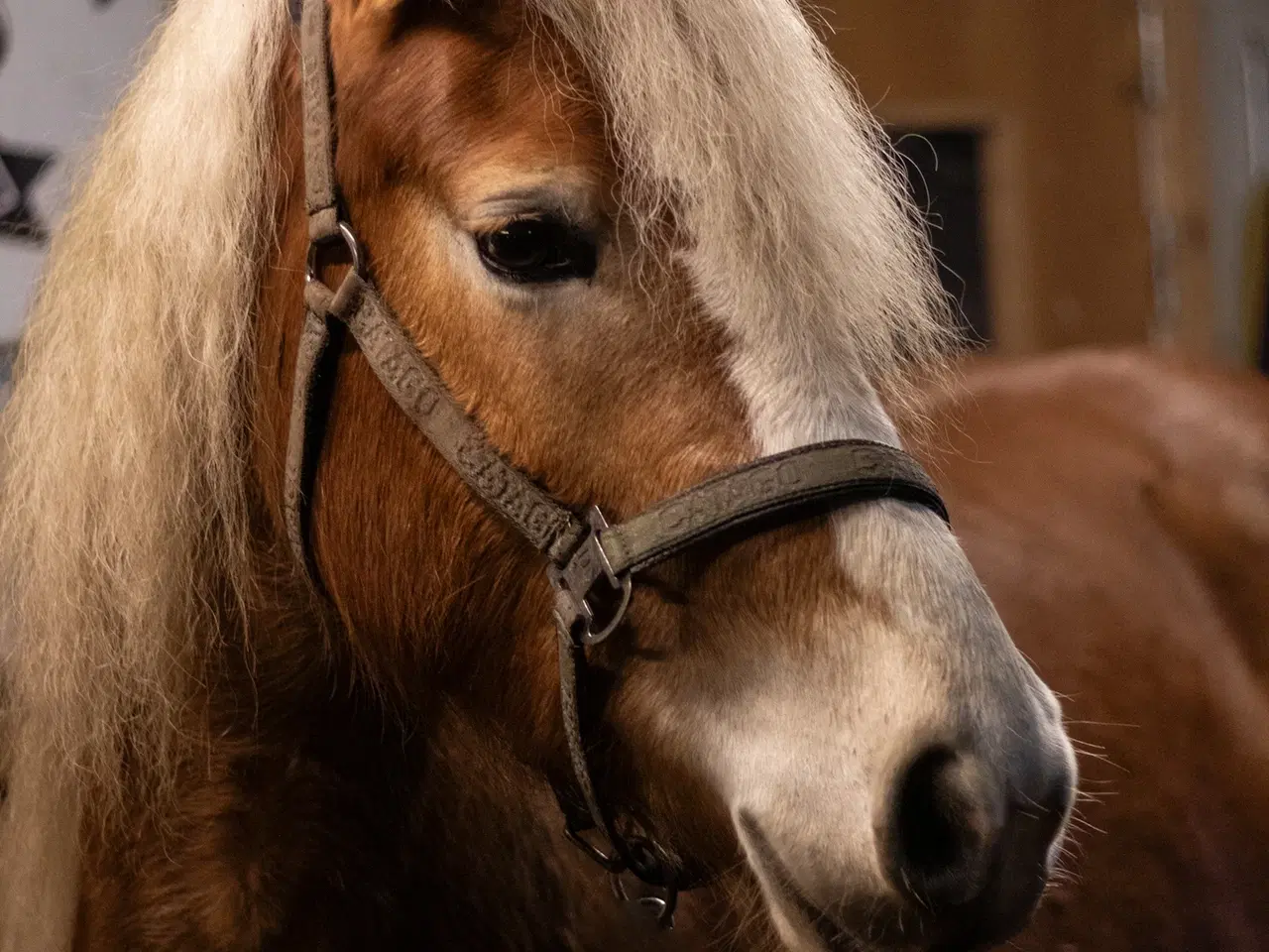 Billede 1 - Haflinger hoppe 3 år sælges