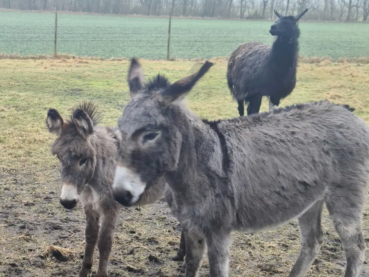Billede 2 - Æsel føl hingsteføl 