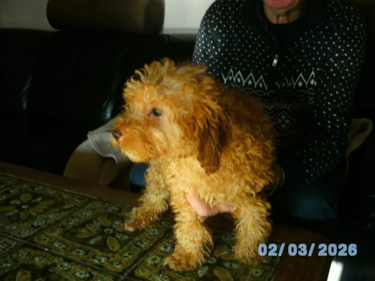 Billede 1 - Ægte dværg puddel han