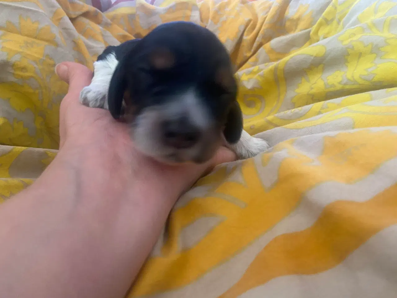 Billede 9 - Eng Cocker spaniels