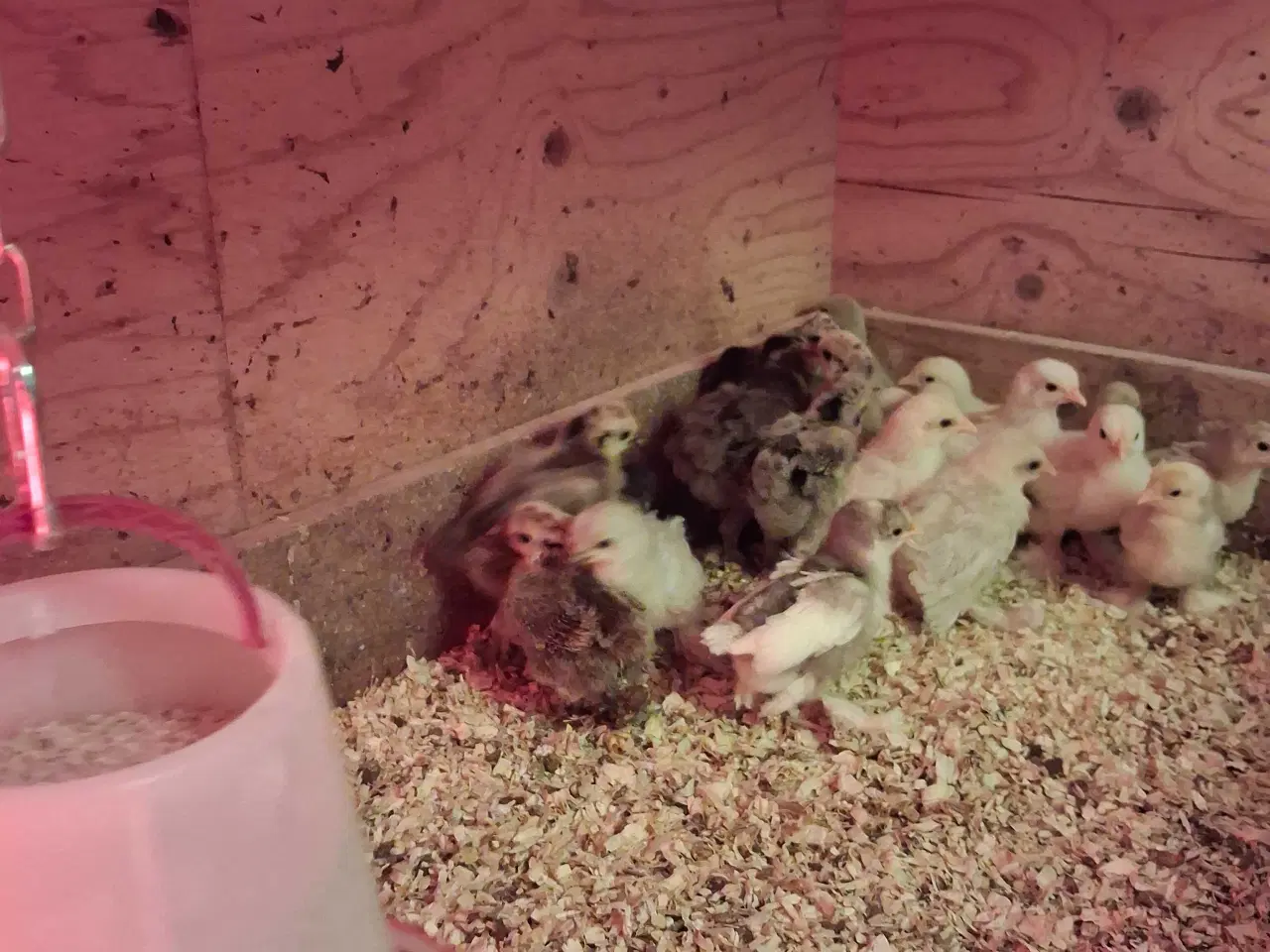 Billede 3 - Millefleur