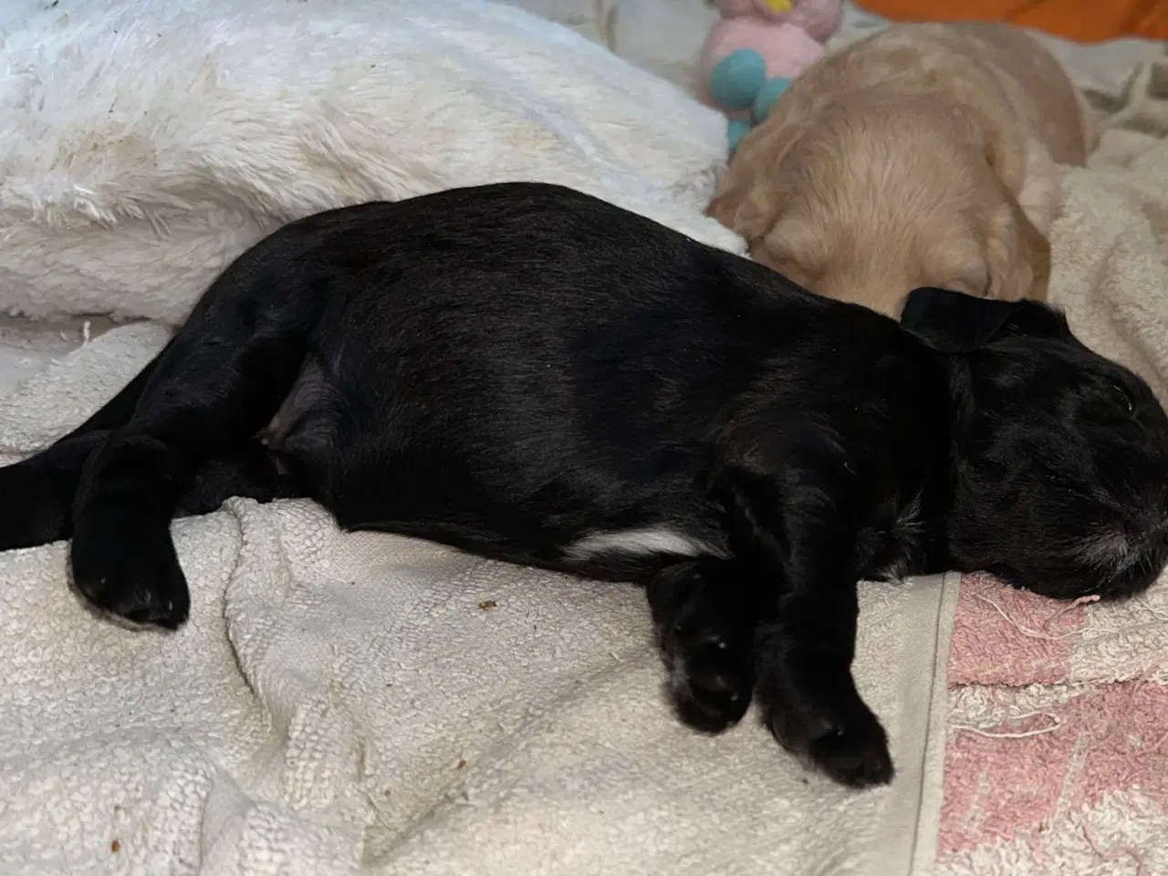 Billede 8 - Labradoodlehvalpe til sommer