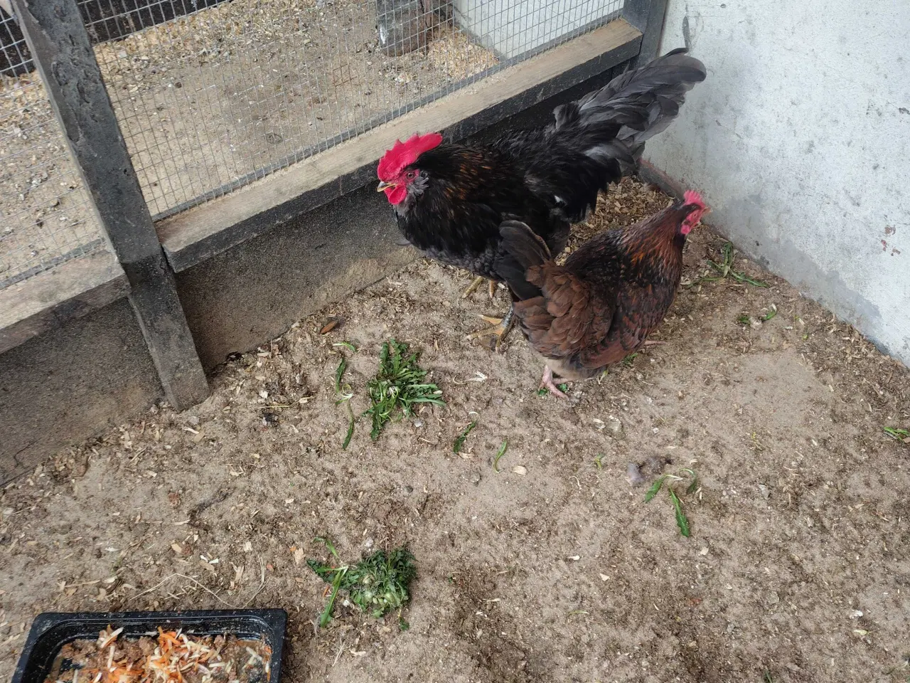 Billede 2 - Høns 