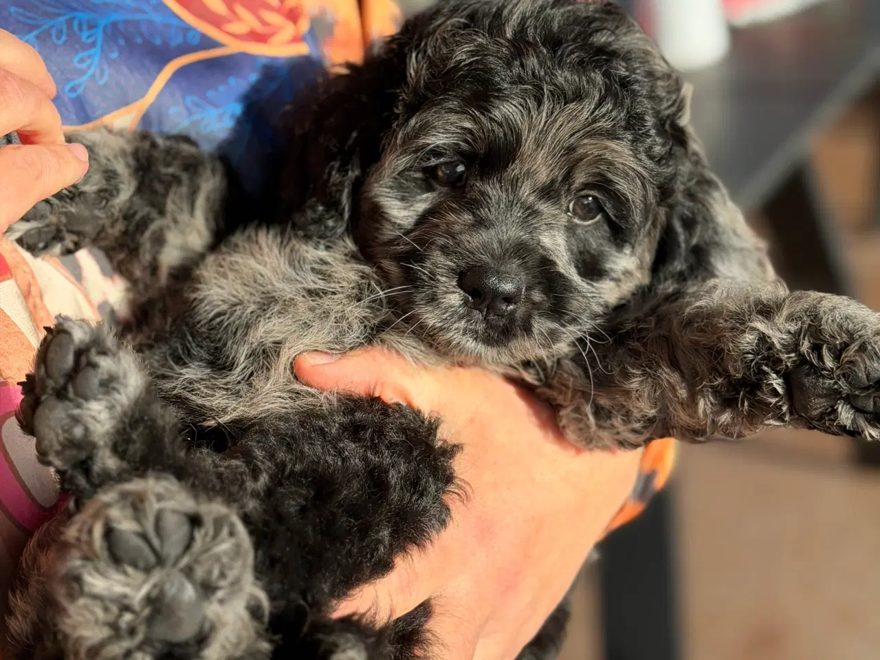 Billede 3 - Amerikanske merle cockapoo