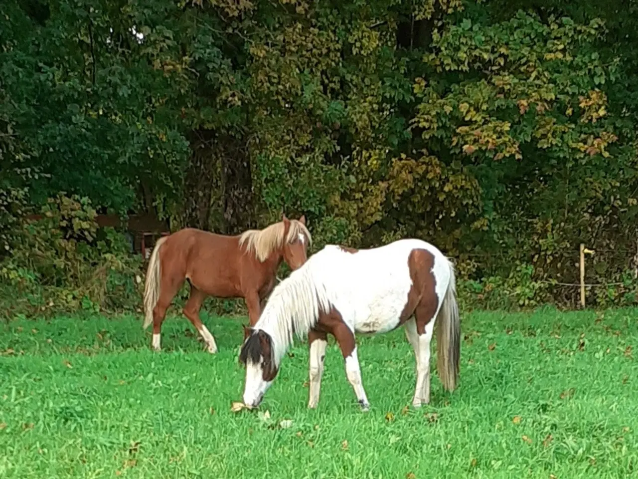 Billede 5 - Pony pinto Hingst plag 