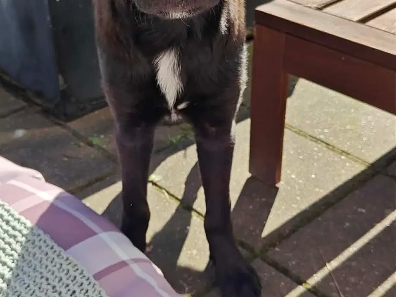 Billede 1 - Skønne Atlas søger egen familie 💙