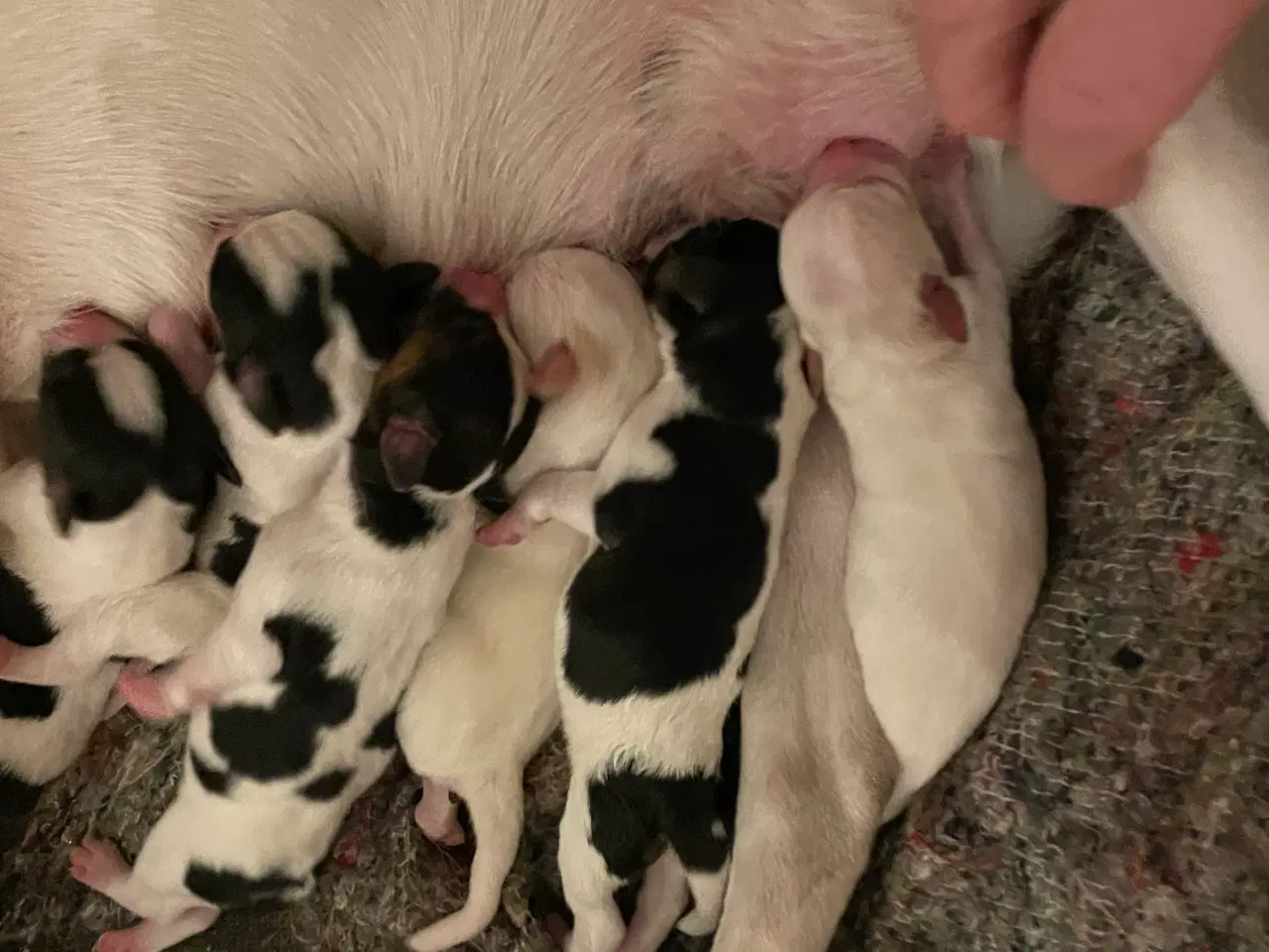 Billede 2 - Dansksvensk gårdhunde hvalpe 