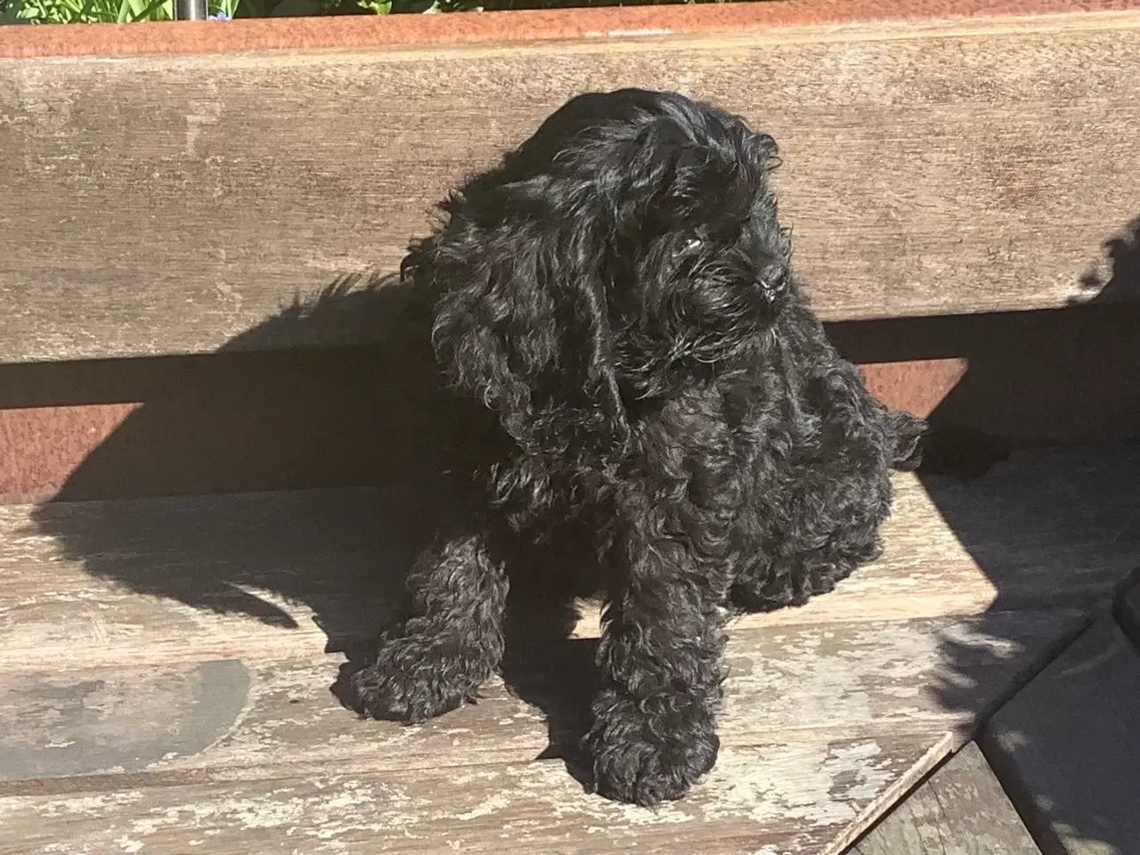 Billede 2 - Cockapoo hvalpe