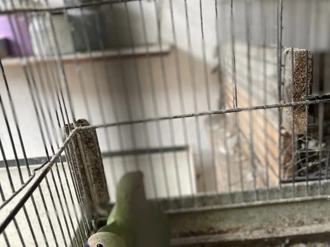 Billede 1 - Rosenhovedet dværgpapegøjer 