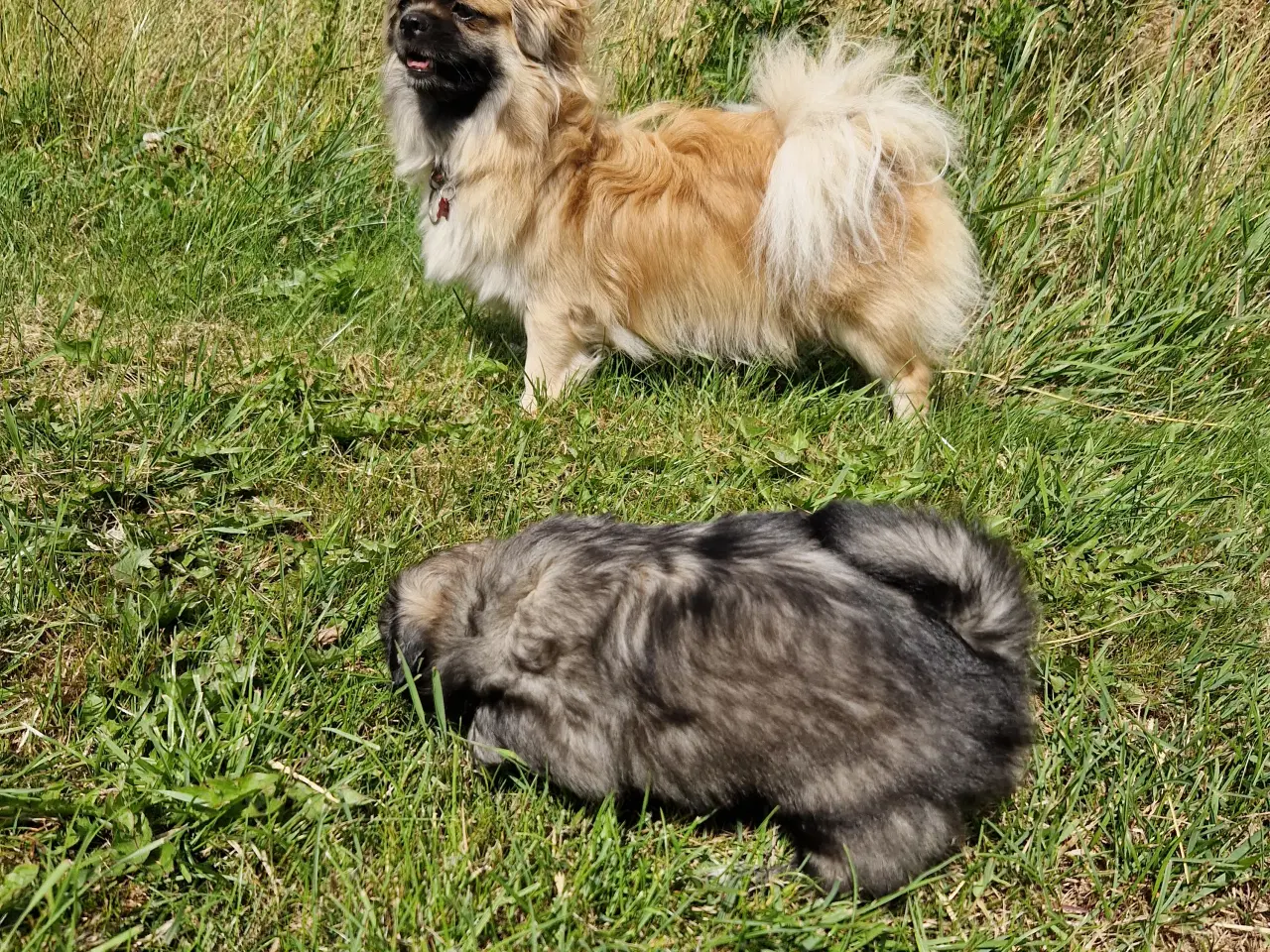Billede 3 - Tibetanske hvalpe