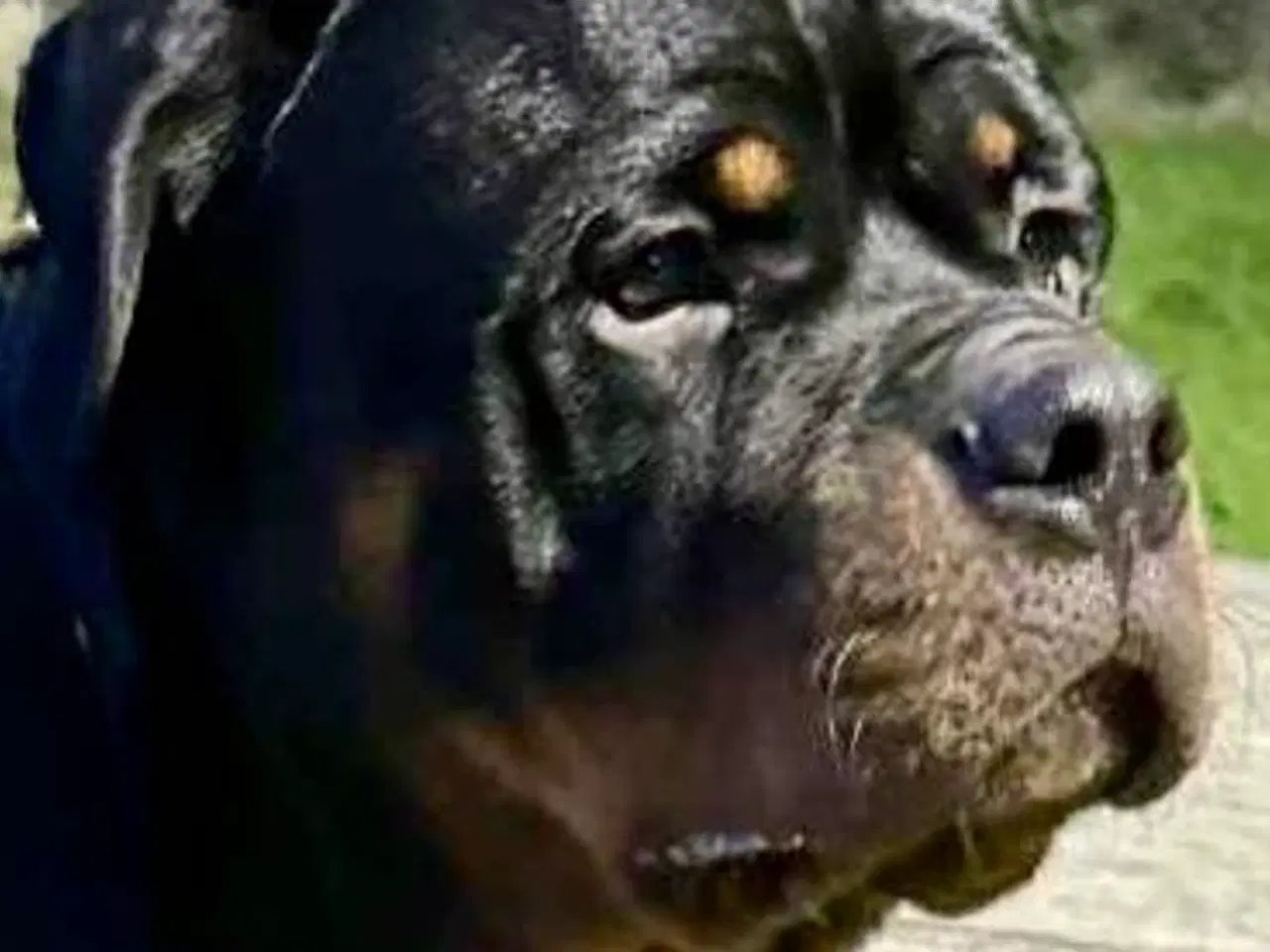Billede 5 - M.B´Rottweiler Hvalpe