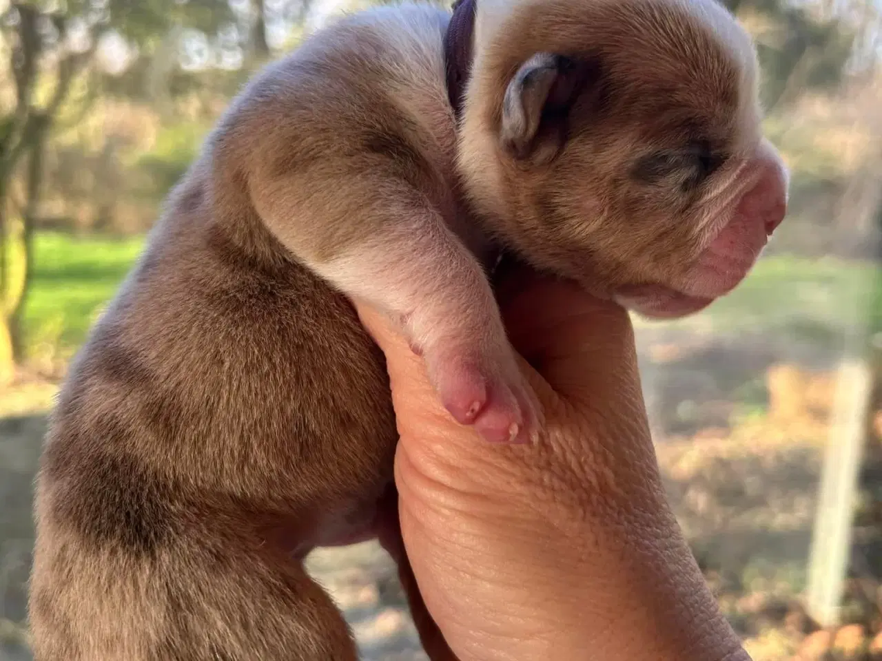 Billede 8 - Old English bulldog hvalpe