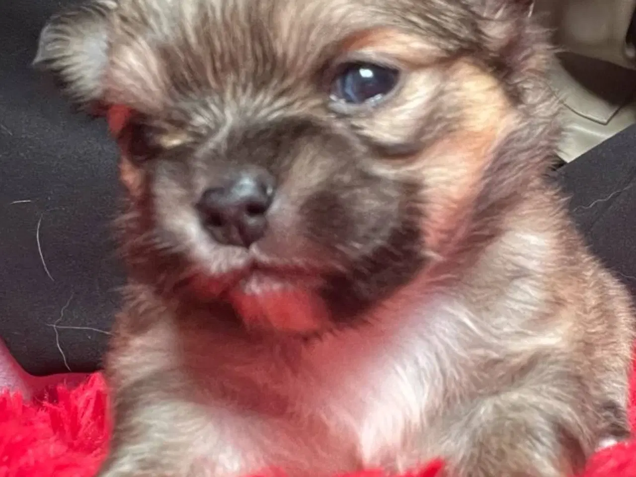 Billede 1 - Pomchi Hvalpe 