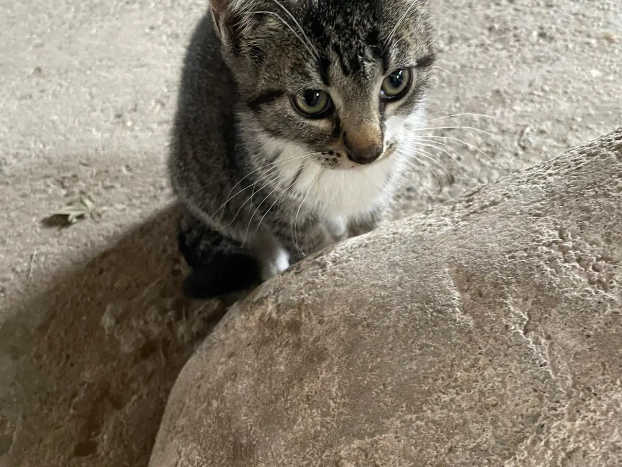 Billede 4 - Katte killinger gratis