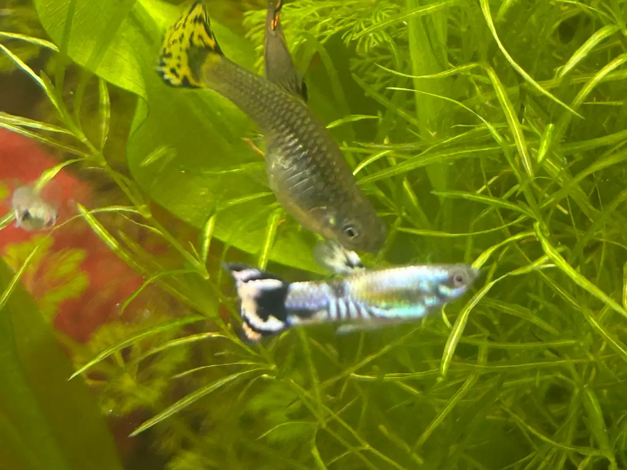 Billede 3 - Gubby mix - flotte farver