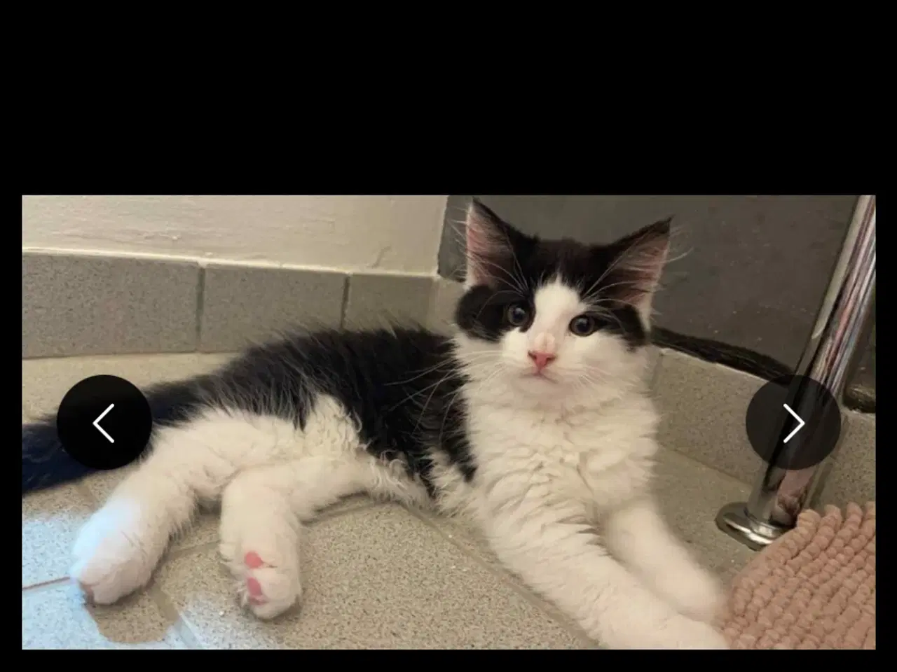 Billede 1 - Kat