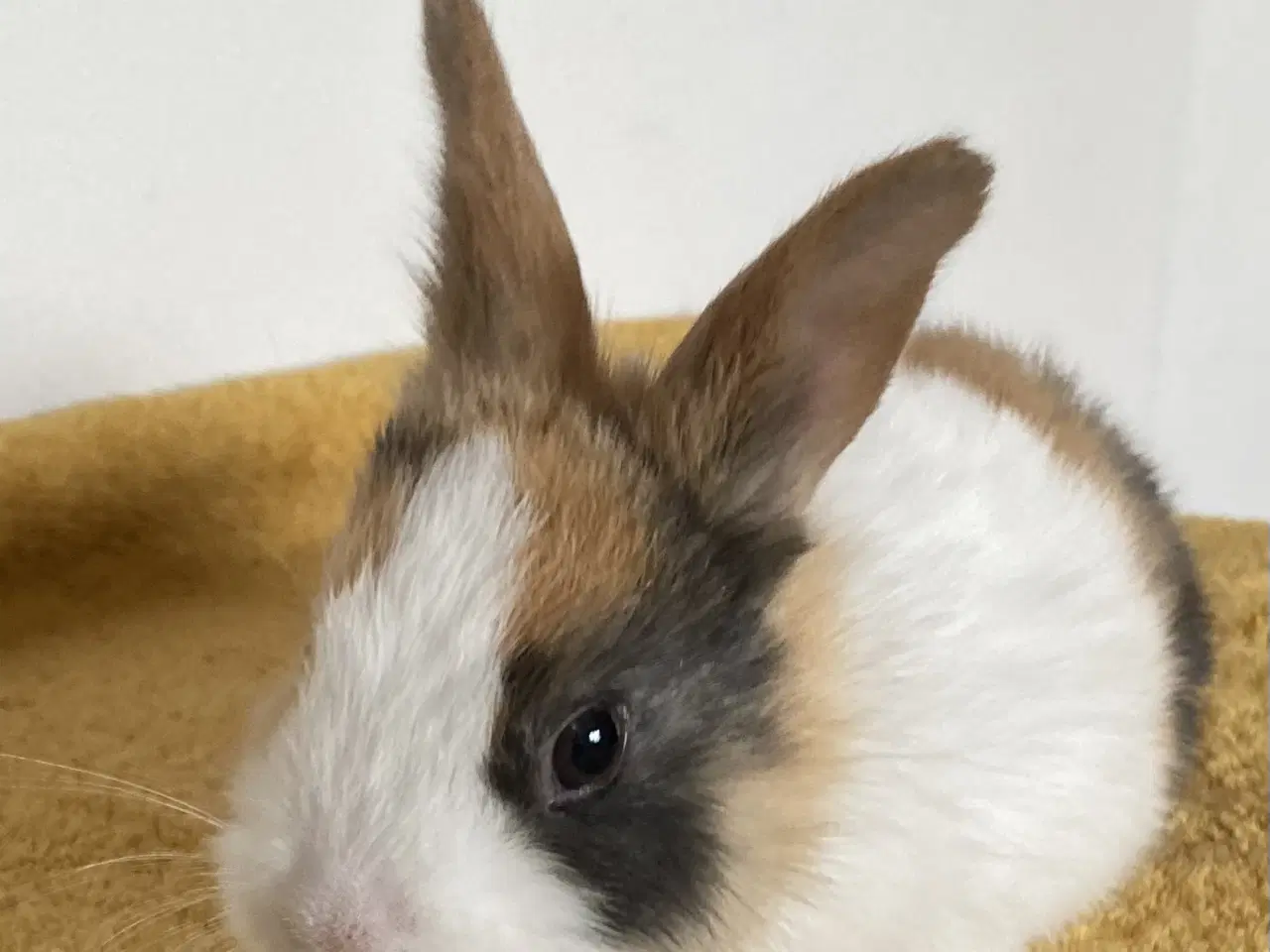 Billede 8 - HOLLÆNDER HAN JAPANER SORT/GUL