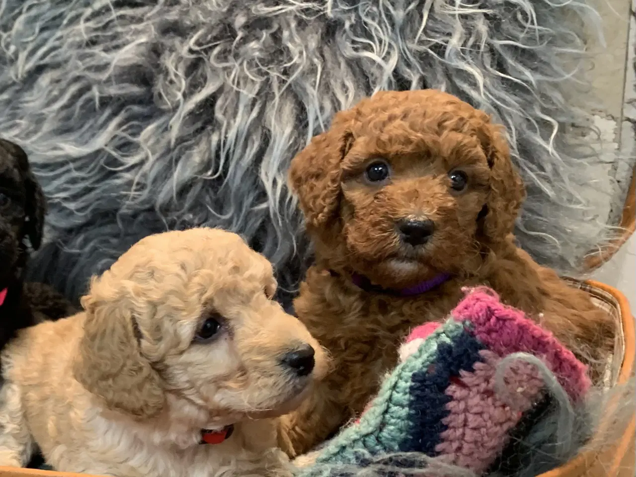 Billede 16 - De skønneste Golden Doodle F1B babyer