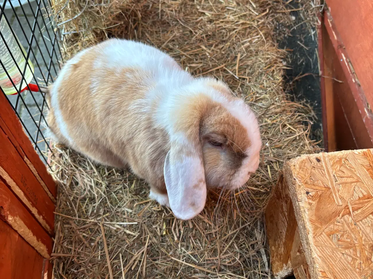 Billede 2 - 2 søde kaniner med bur