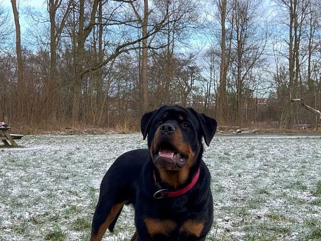 Billede 1 - Rottweiler hvalpe 