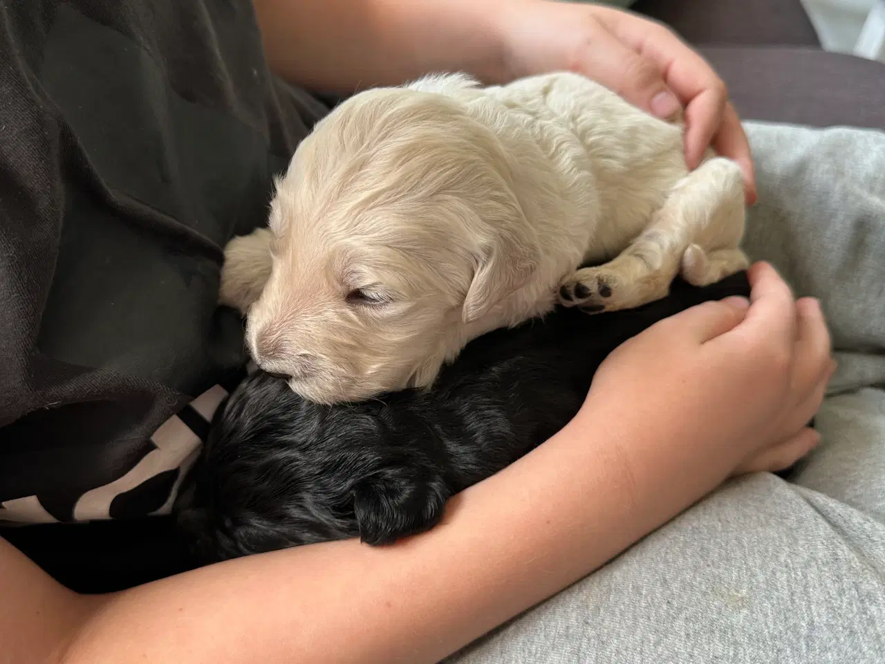 Billede 11 - Goldendoodles hvalpe 